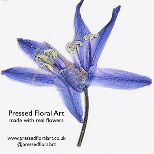 Pressed Floral Art